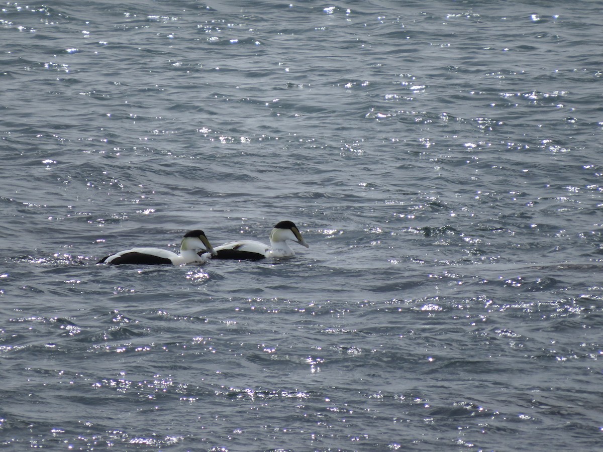 Common Eider - ML83060521