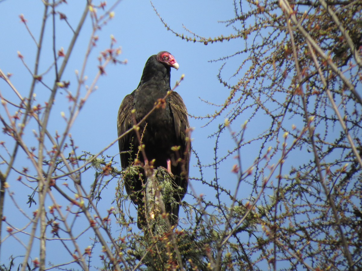 Turkey Vulture - ML83061441