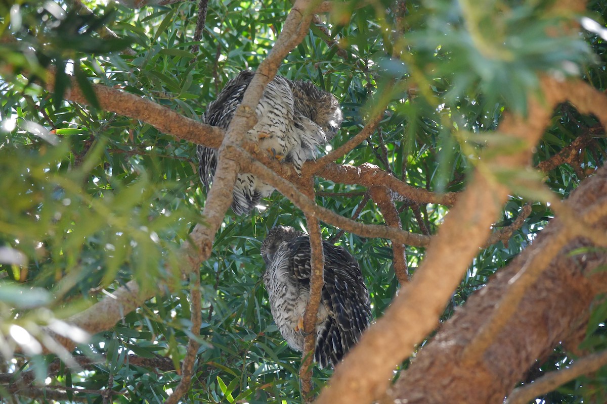 Powerful Owl - ML83061941