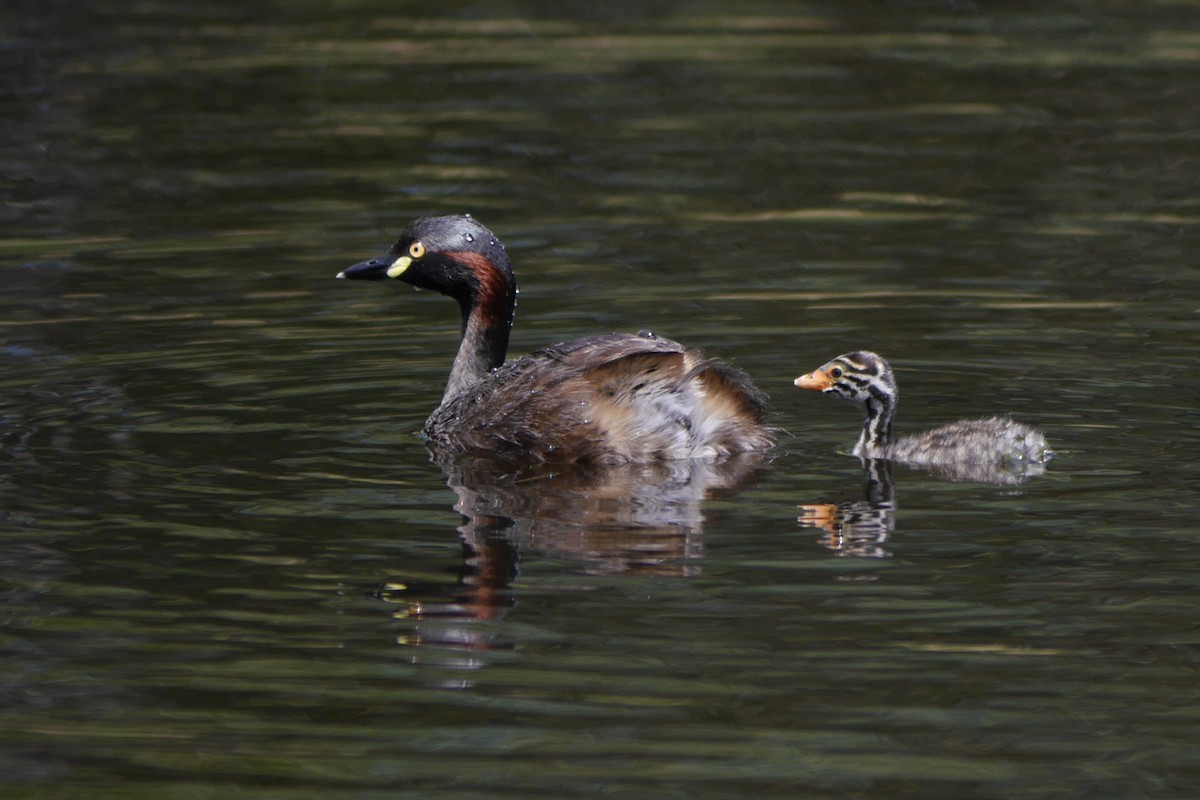 Australasian Grebe - ML83062061