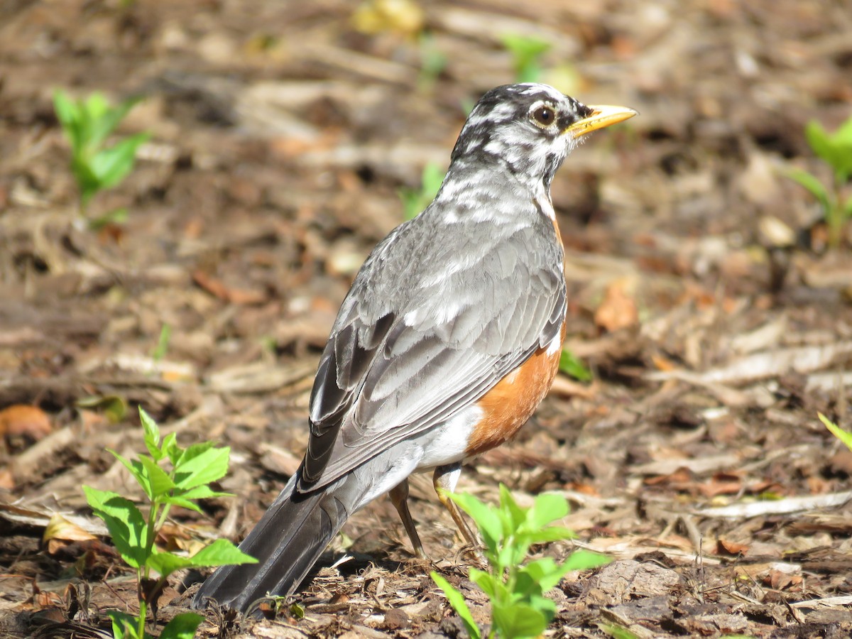 American Robin - ML83062431