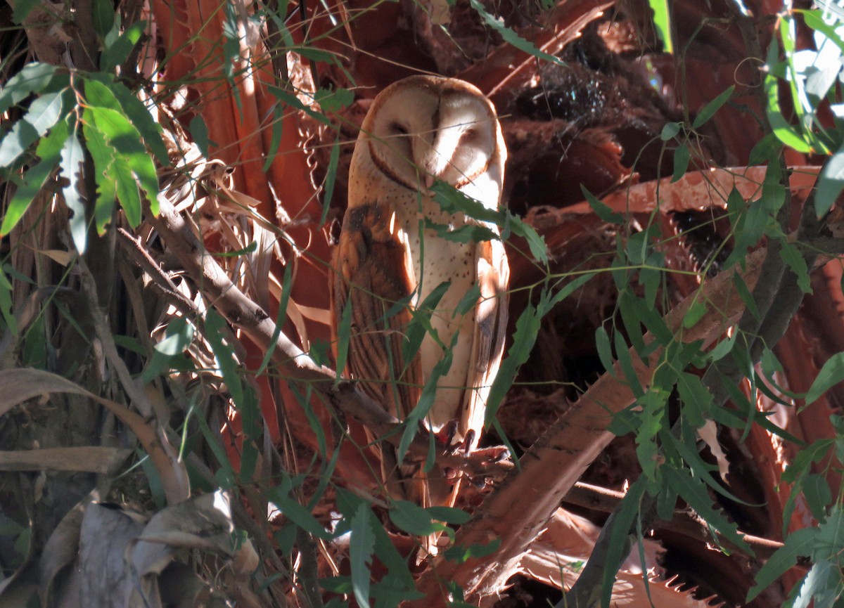 Barn Owl - Rod Higbie