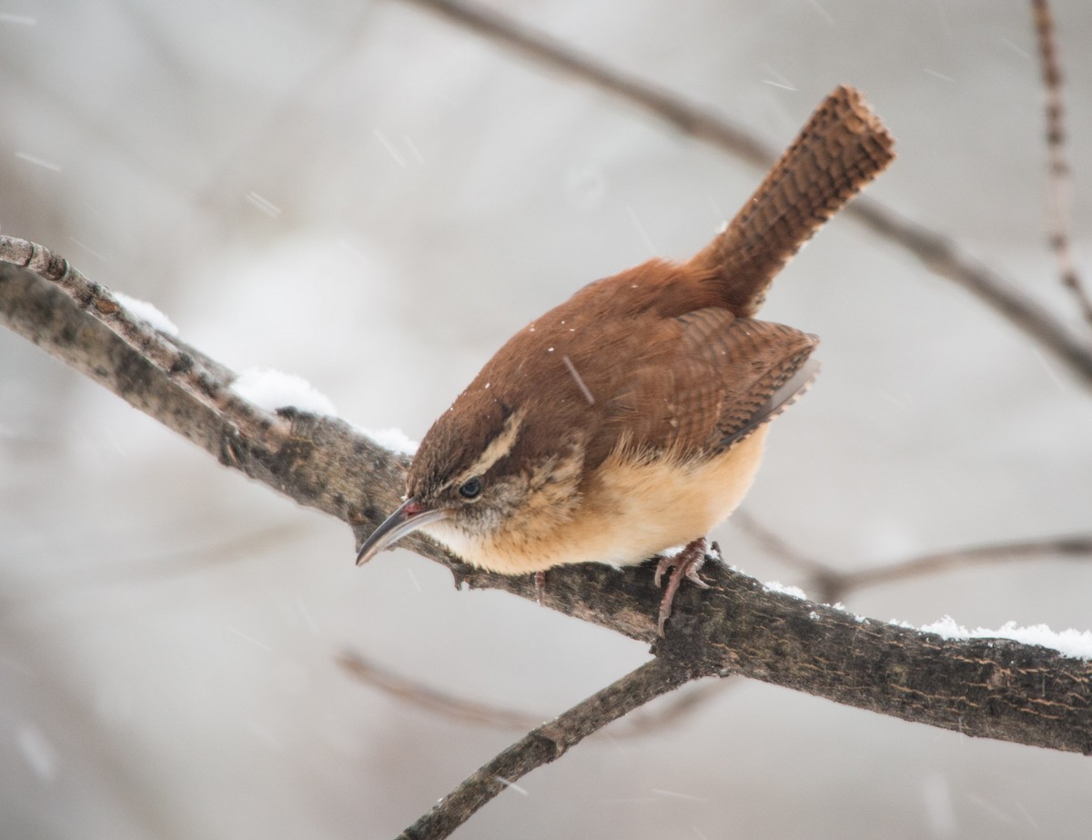 Carolina Wren - ML83066961