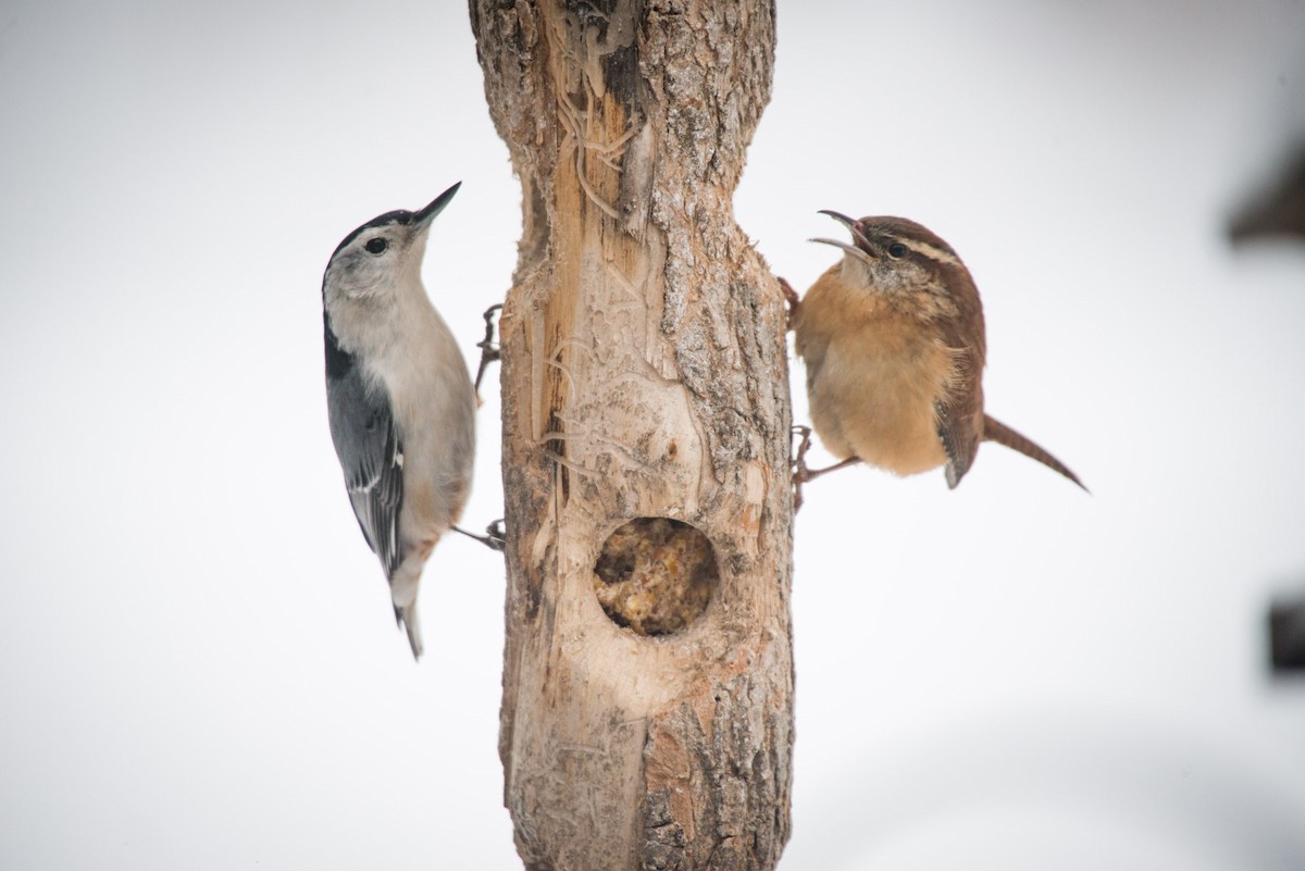 Carolina Wren