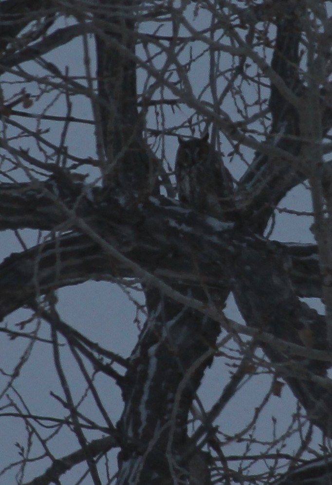 hornugle - ML83067121