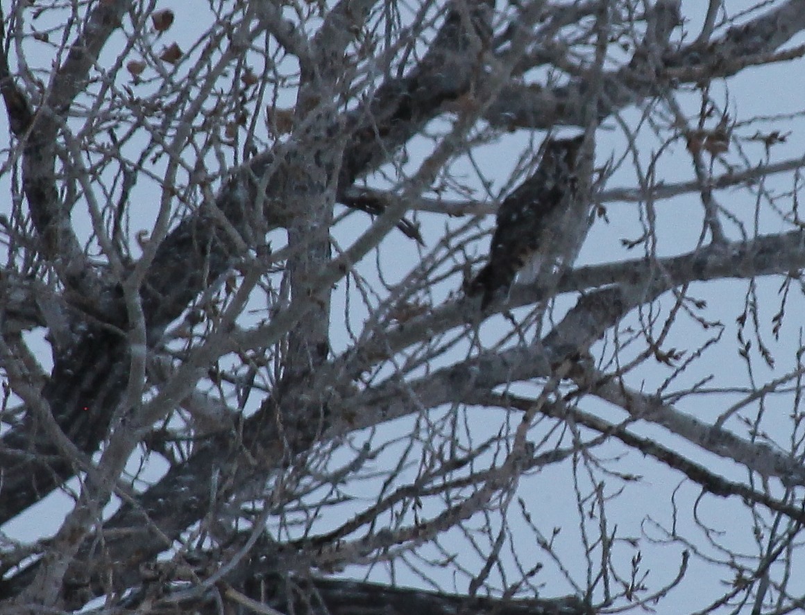 Соотон гуйванга - ML83067131