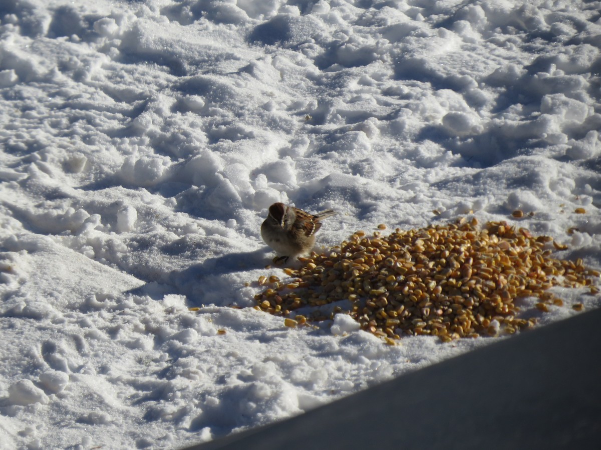 American Tree Sparrow - ML83067441