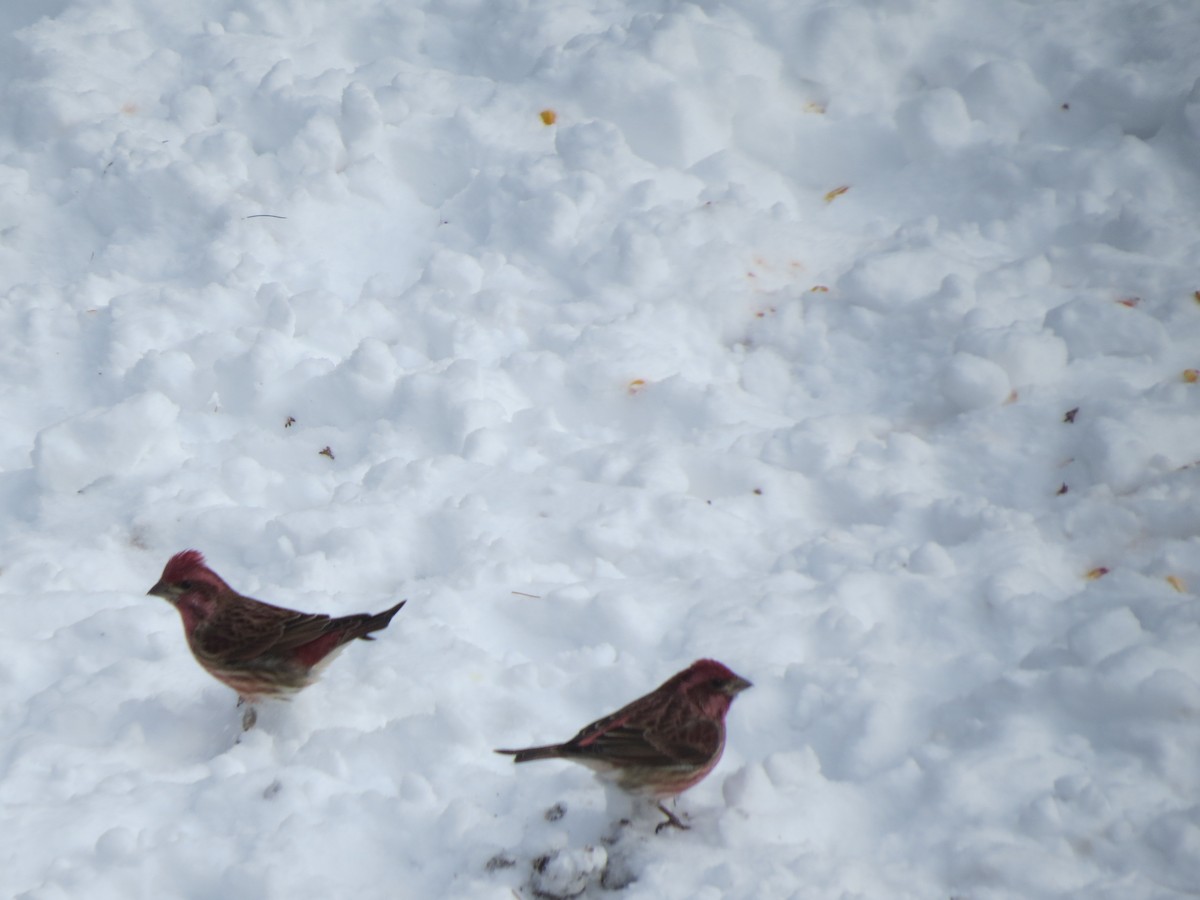 Purple Finch - ML83067561