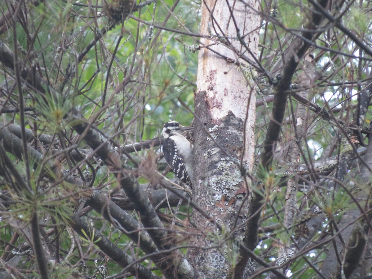 Hairy Woodpecker - ML83067811