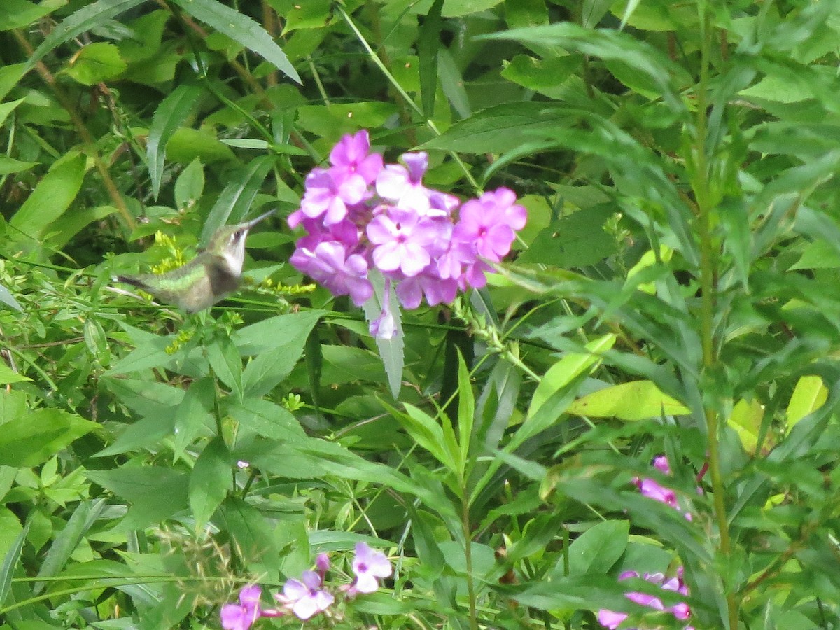 Ruby-throated Hummingbird - ML83068051