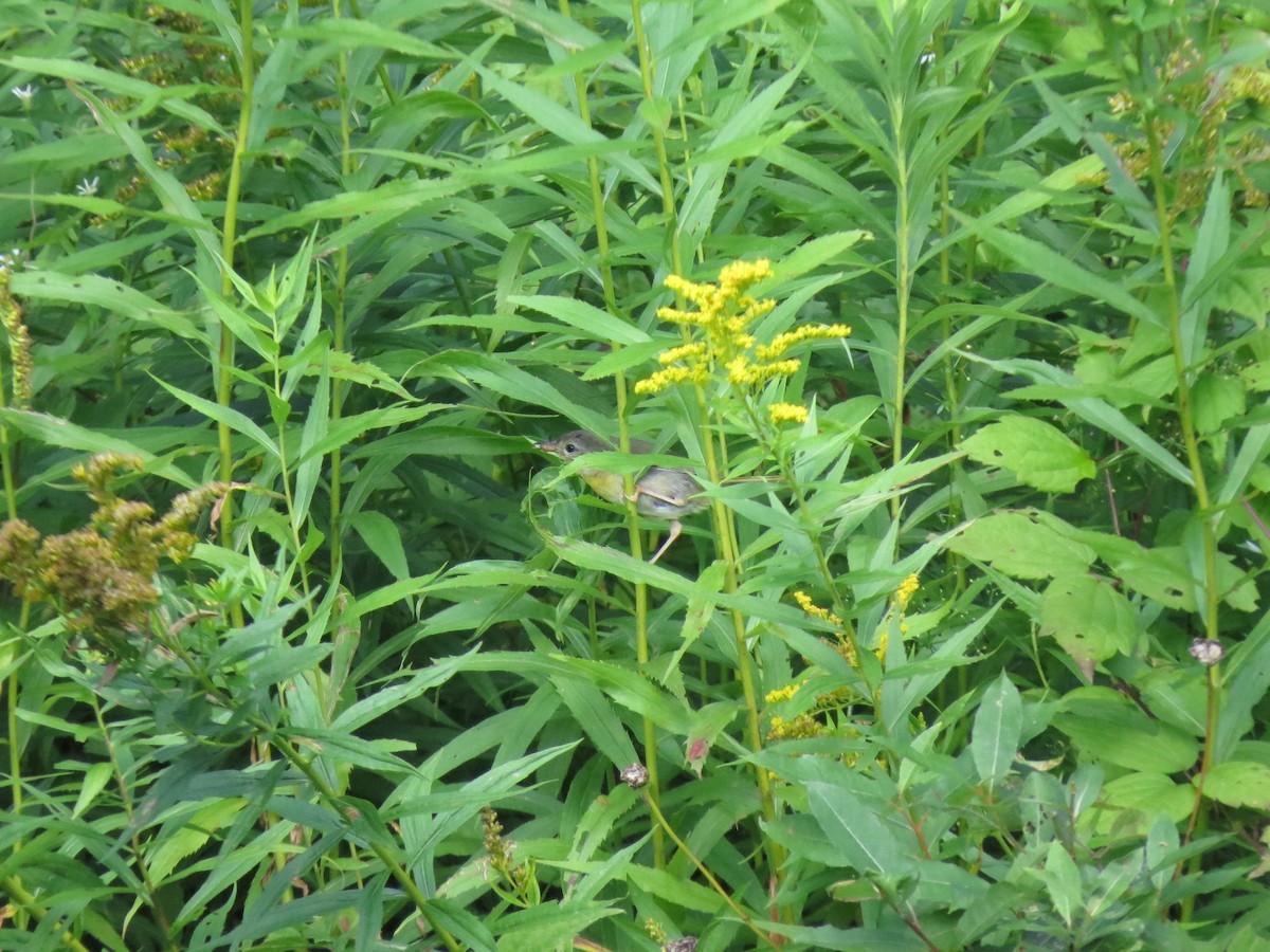 Common Yellowthroat - ML83068481