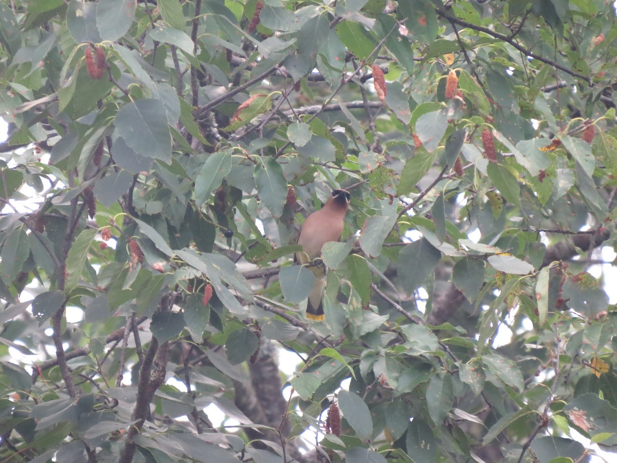 Cedar Waxwing - ML83068581