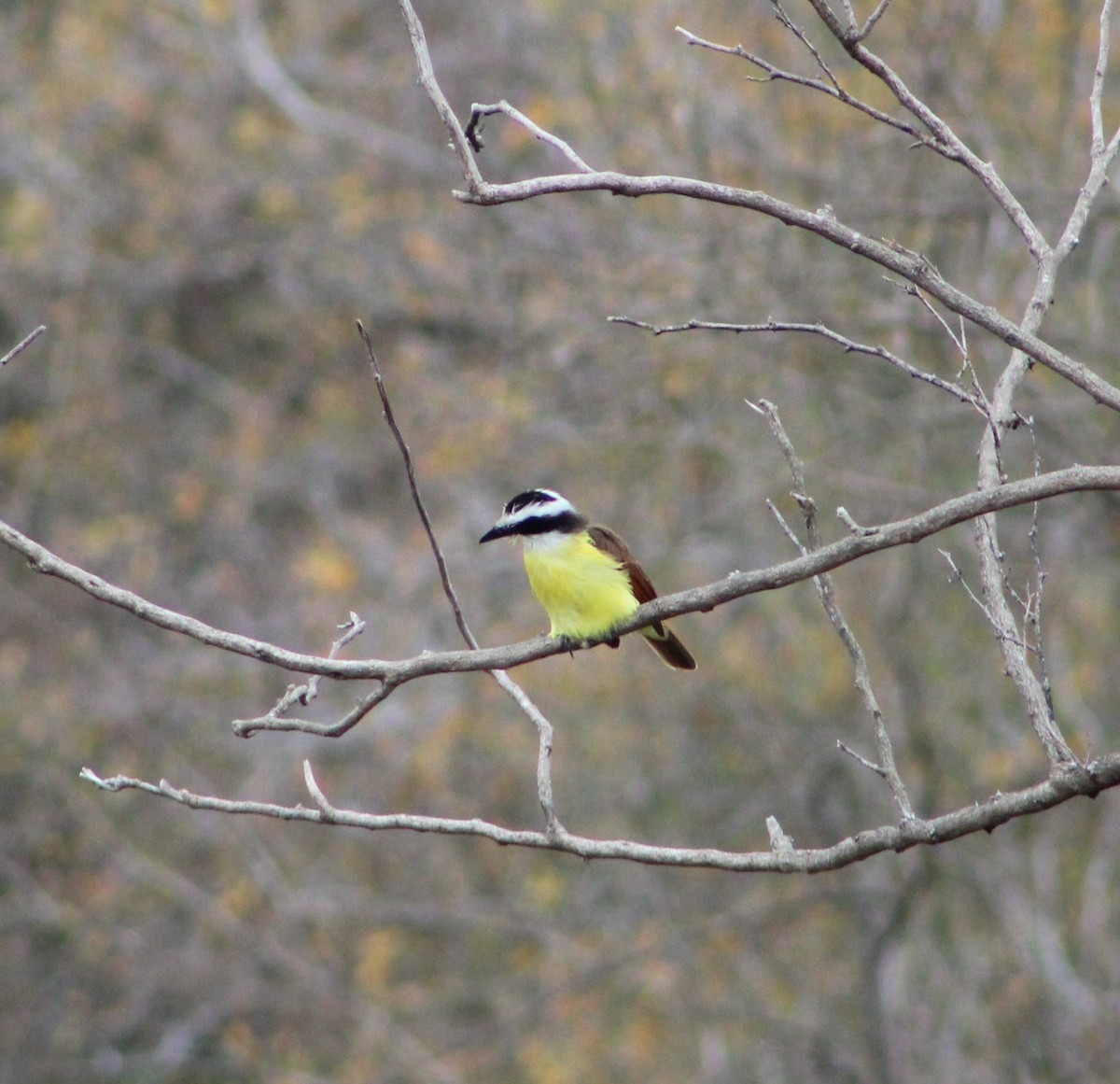 Great Kiskadee - Conor McMahon