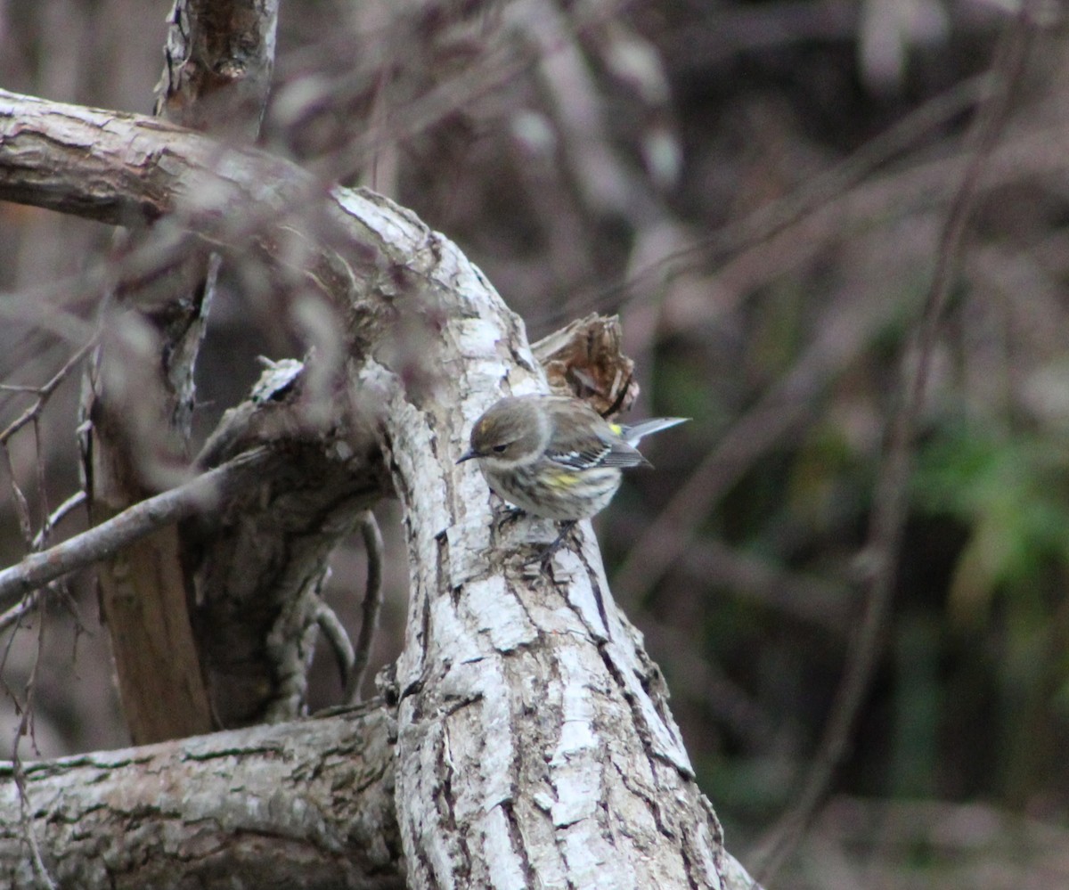 Yellow-rumped Warbler - ML83069091