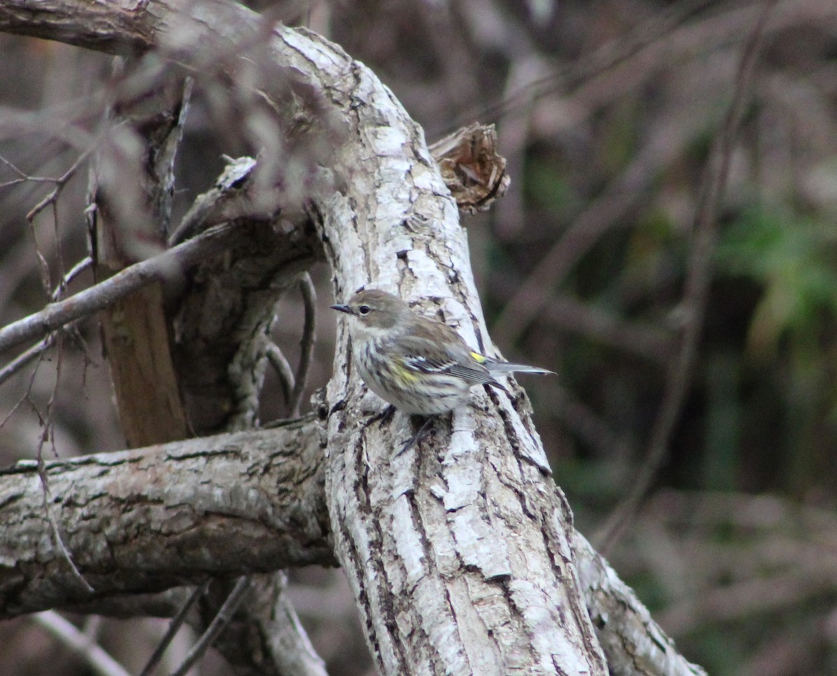 Yellow-rumped Warbler - ML83069101