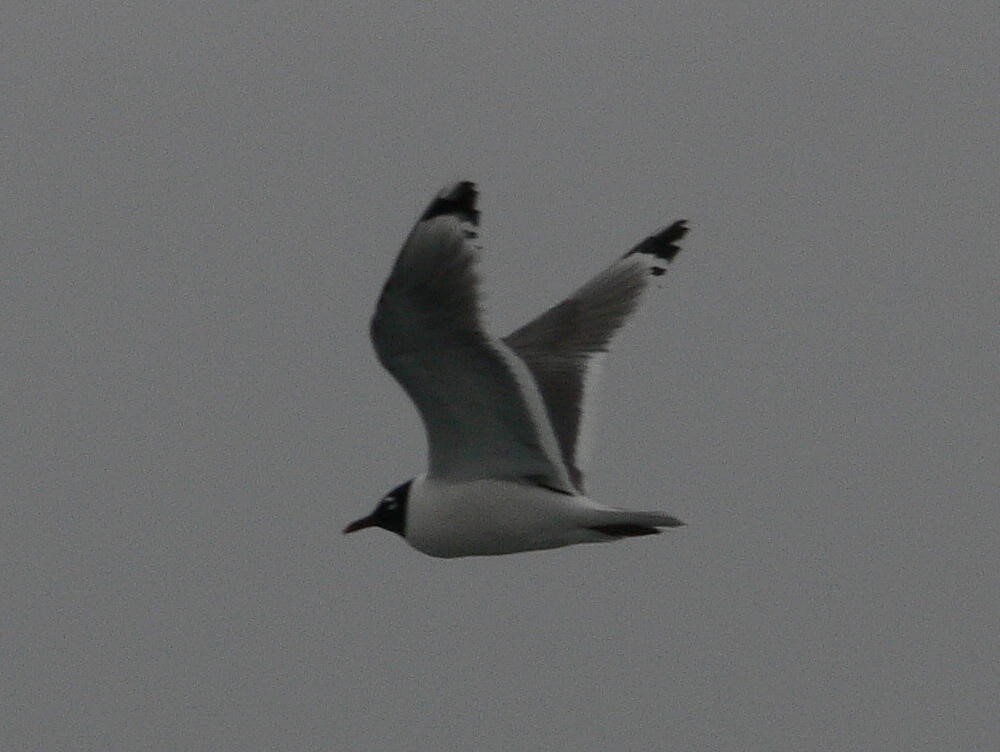 Franklin's Gull - ML83069131