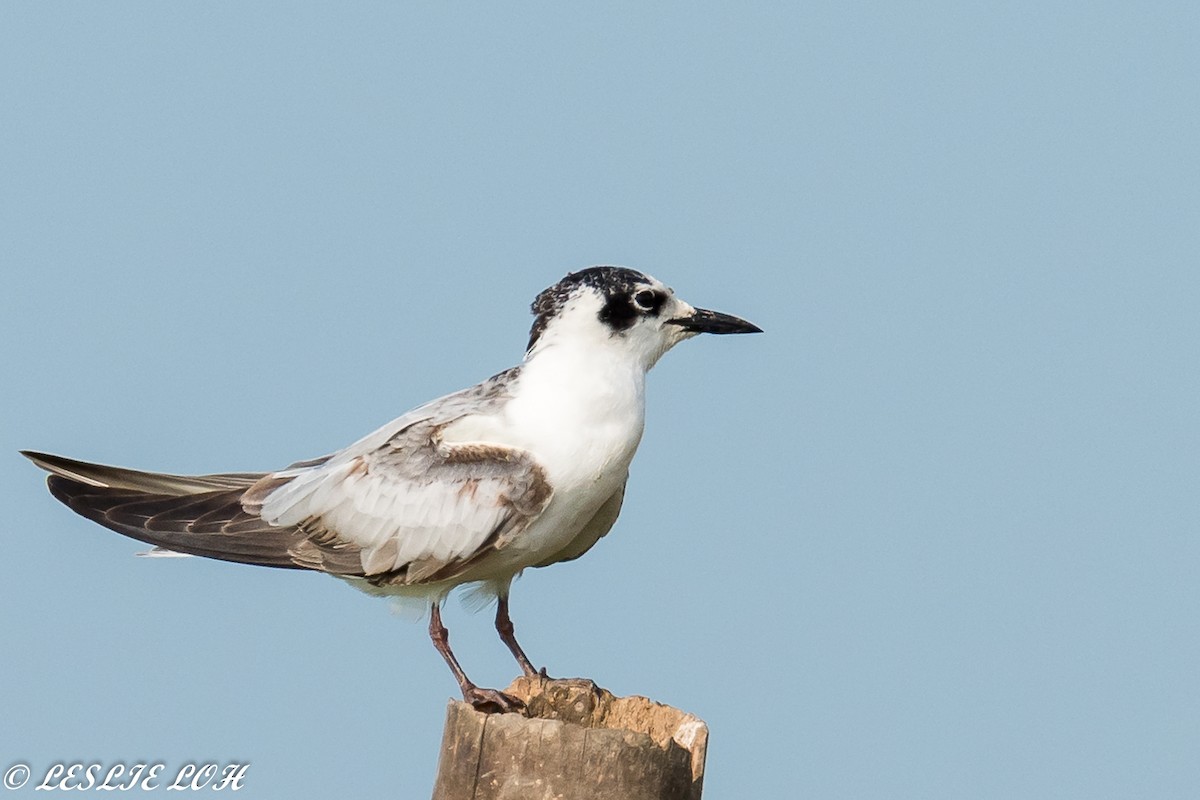 White-winged Tern - ML83070341