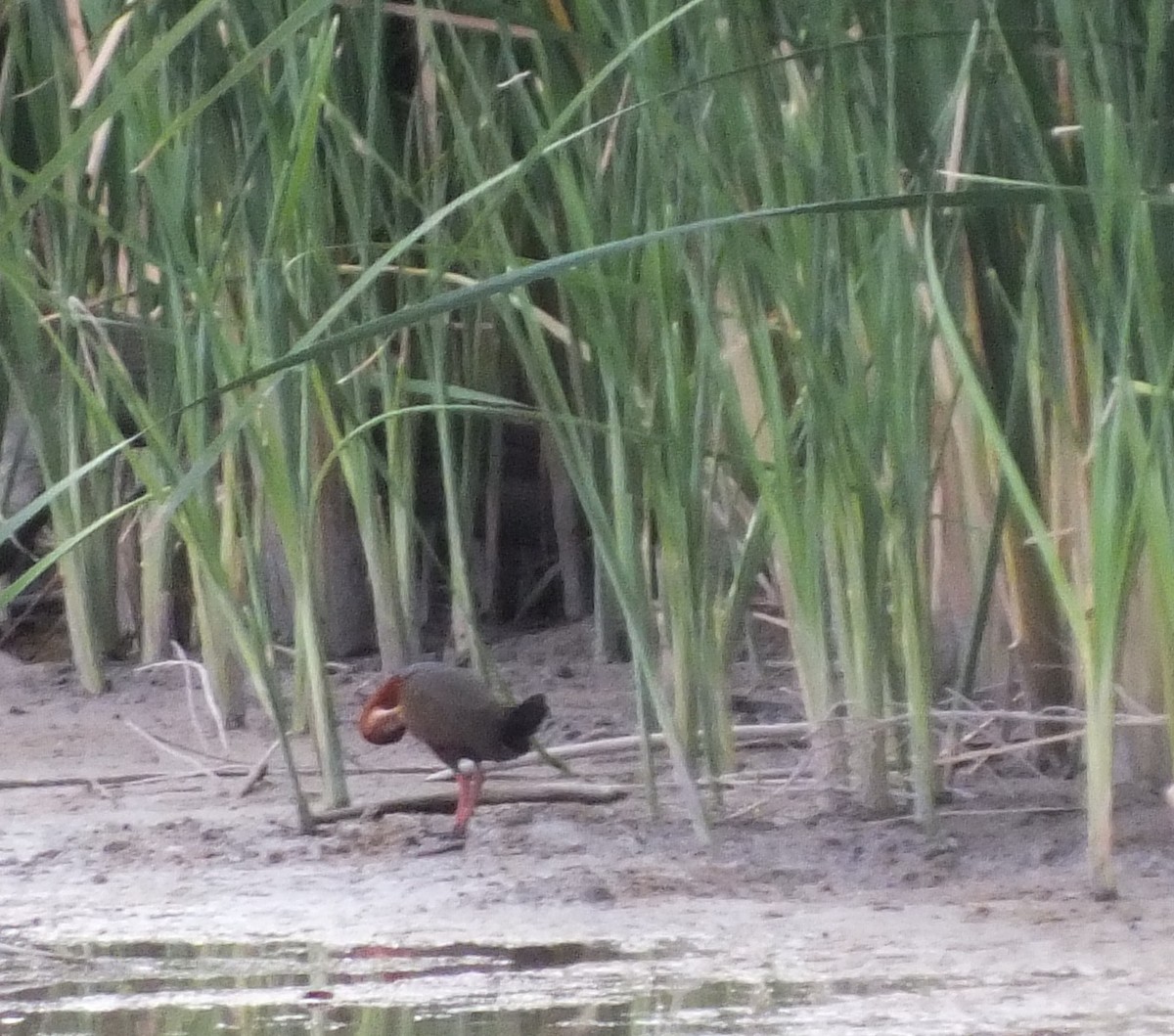 Rufous-necked Wood-Rail - Candy McNamee