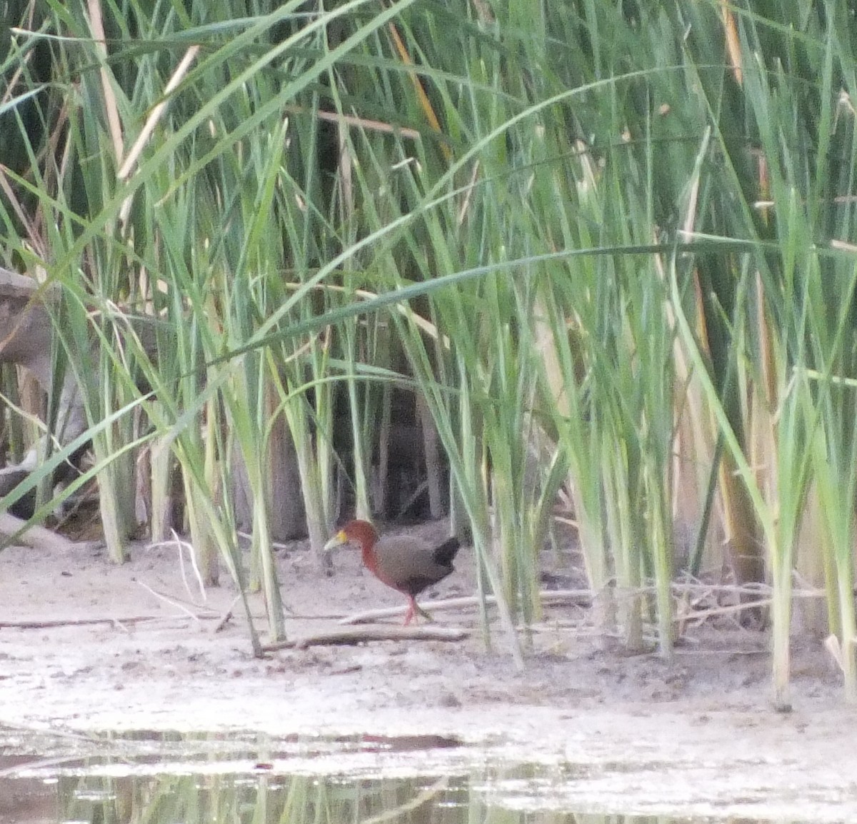 Rufous-necked Wood-Rail - ML83071421