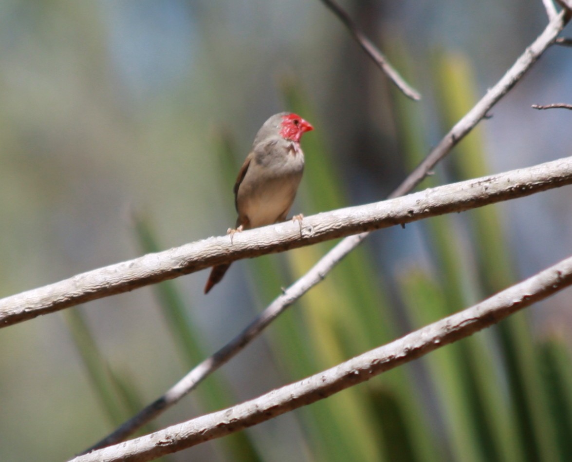 Crimson Finch - ML83071561