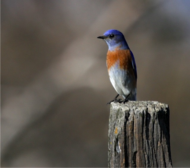 Western Bluebird - ML83072241