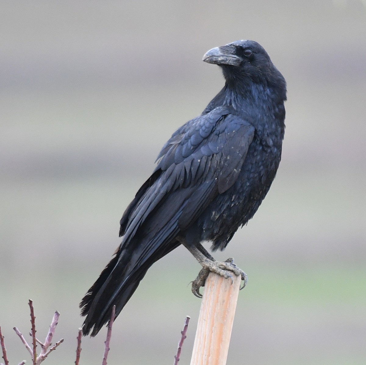 Common Raven - ML83073321