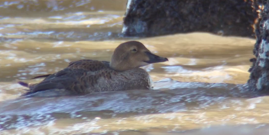 King Eider - Mark McShane