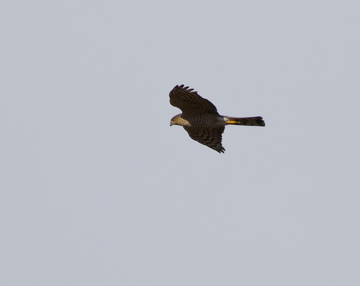 Sharp-shinned Hawk - ML83073641