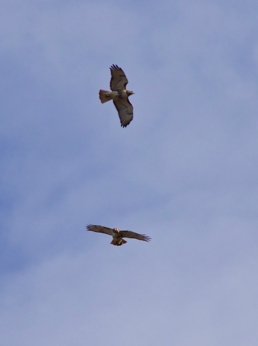 Red-tailed Hawk - John Gluth