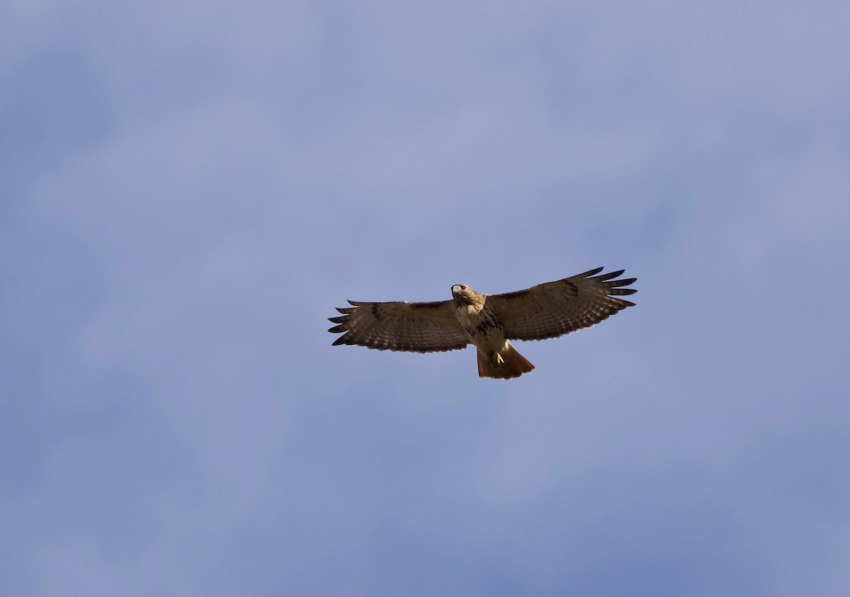 Red-tailed Hawk - ML83073761