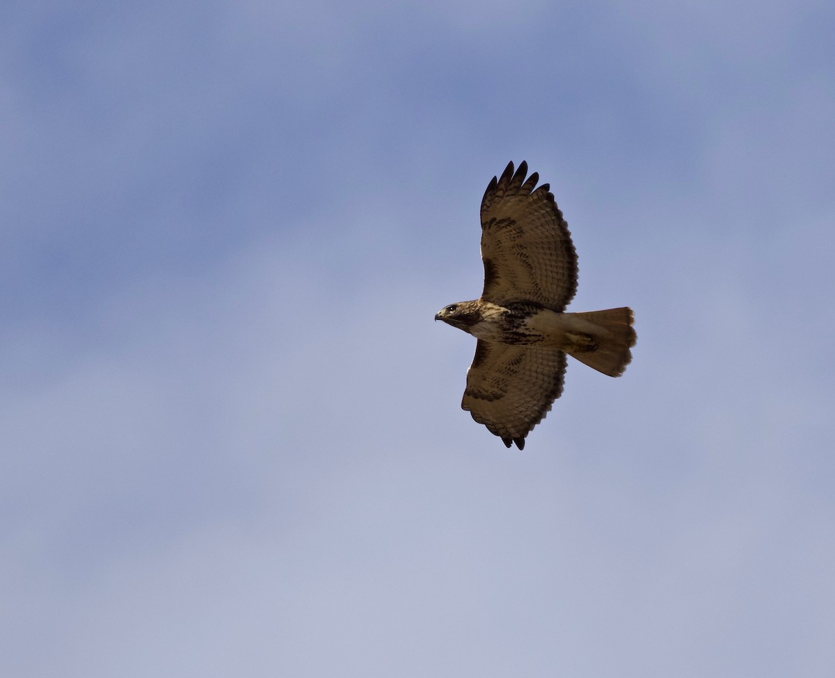 Red-tailed Hawk - ML83073771