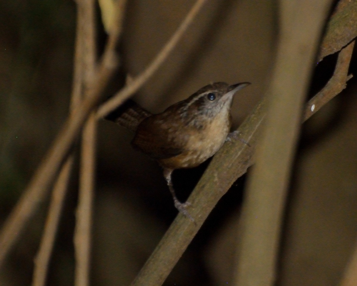 Carolina Wren - ML83074421