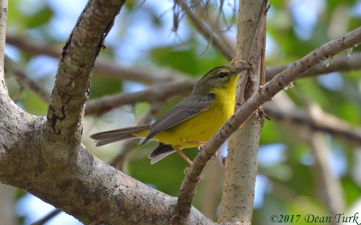 Golden-crowned Warbler - ML83074711