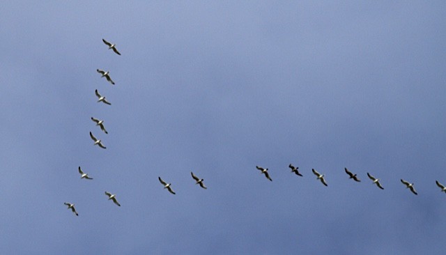 Ring-billed Gull - ML83075201