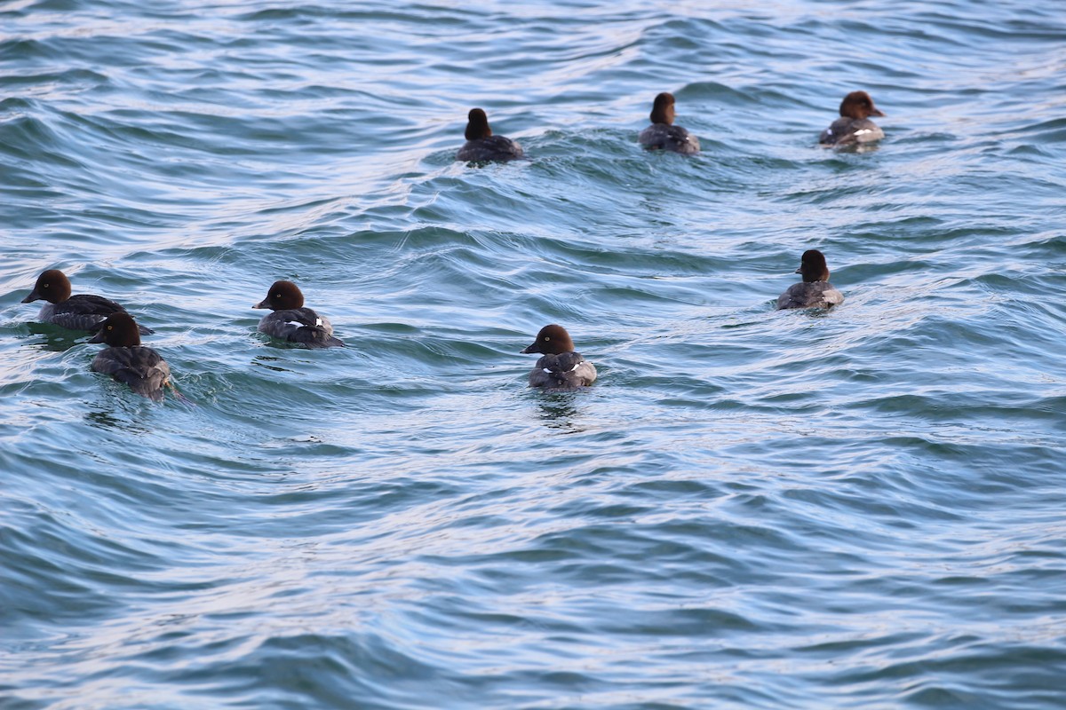 Common Goldeneye - ML83076931