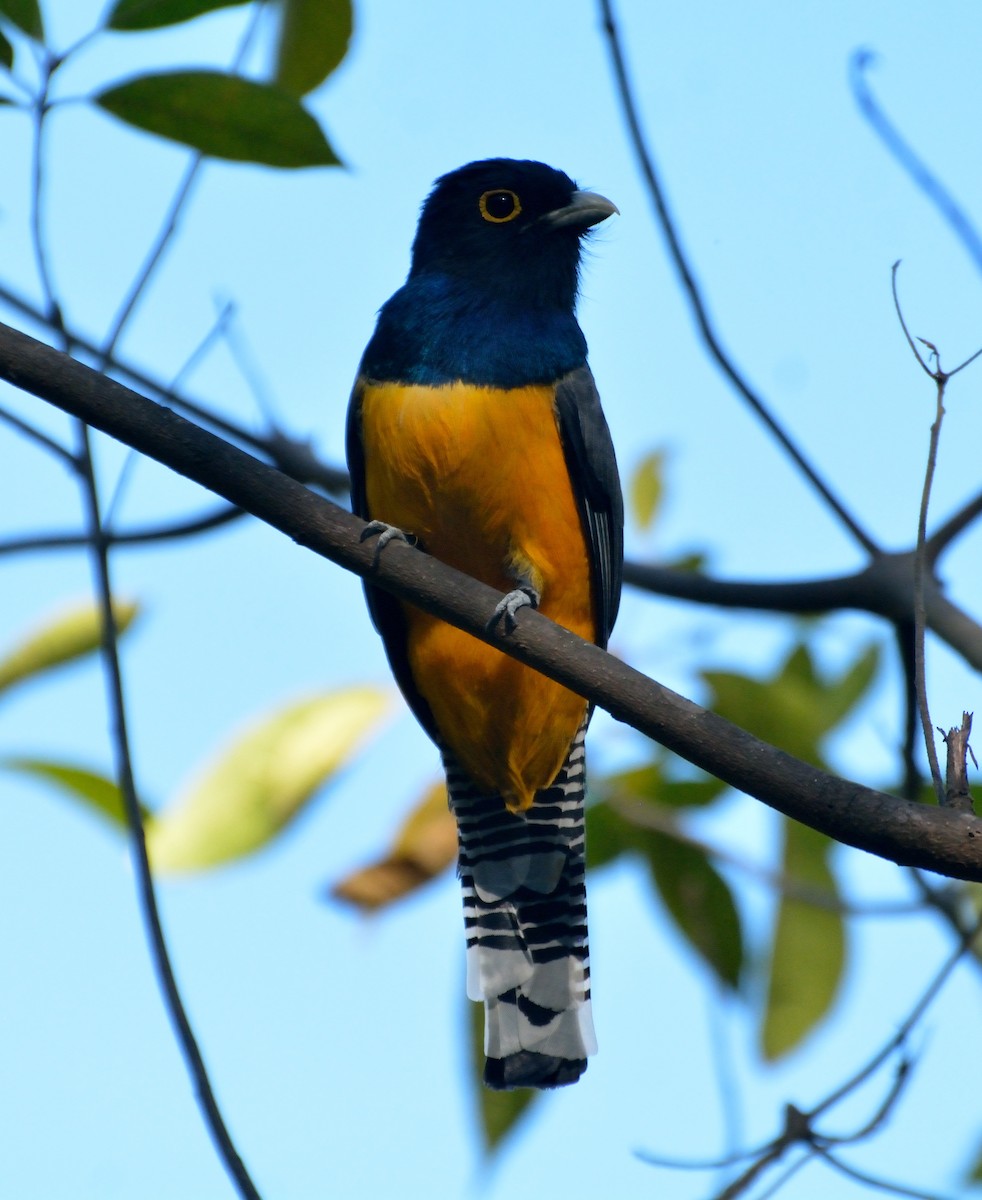 trogon podvazkový - ML83077961