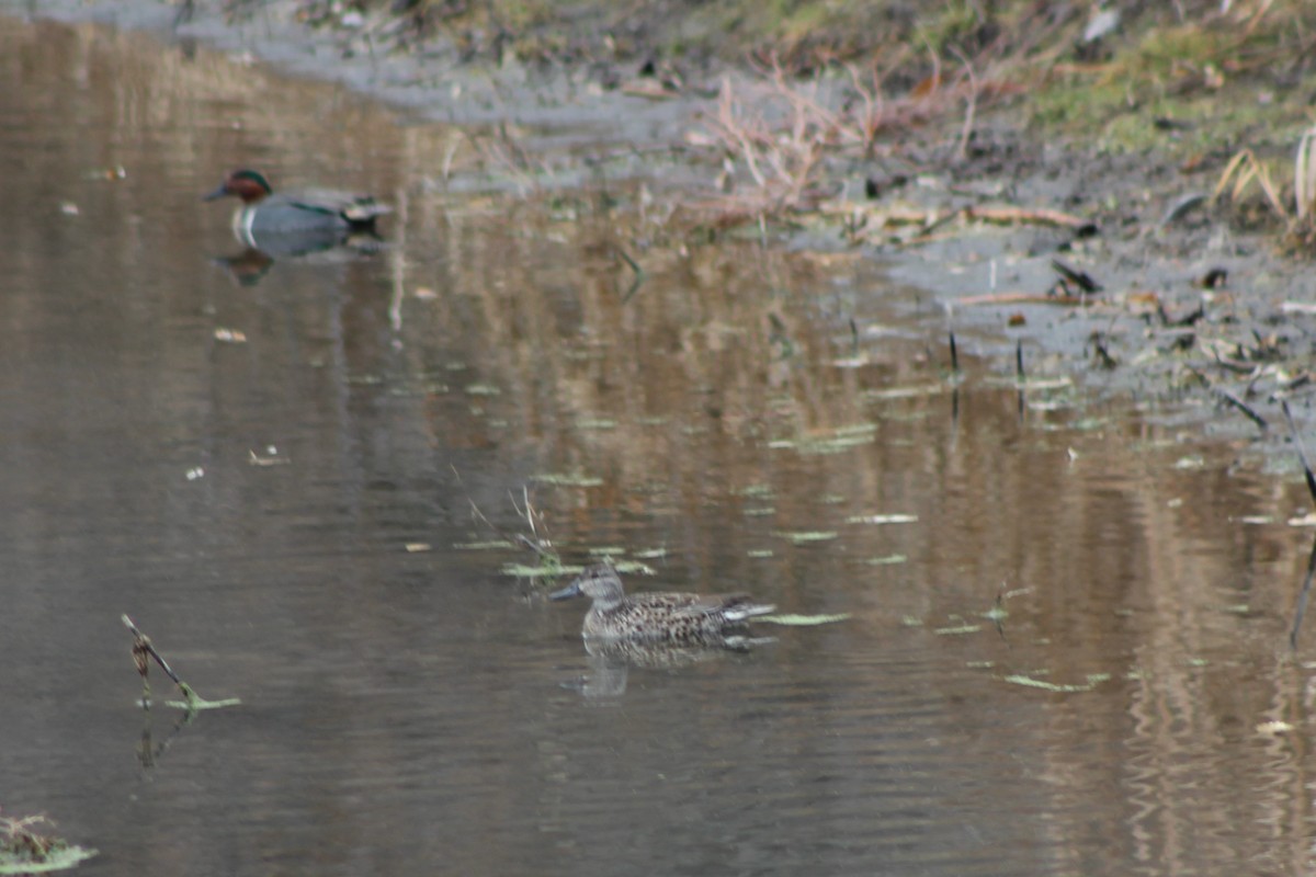 Green-winged Teal - David Lerwill