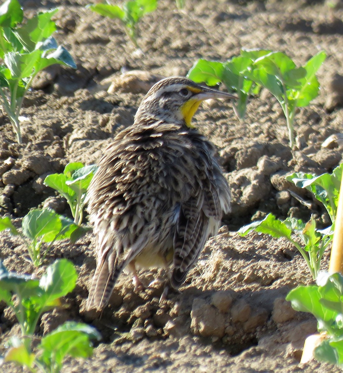 Western Meadowlark - ML83080291