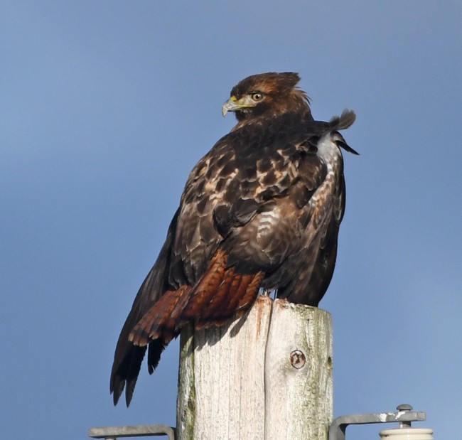 Red-tailed Hawk - MJ OnWhidbey