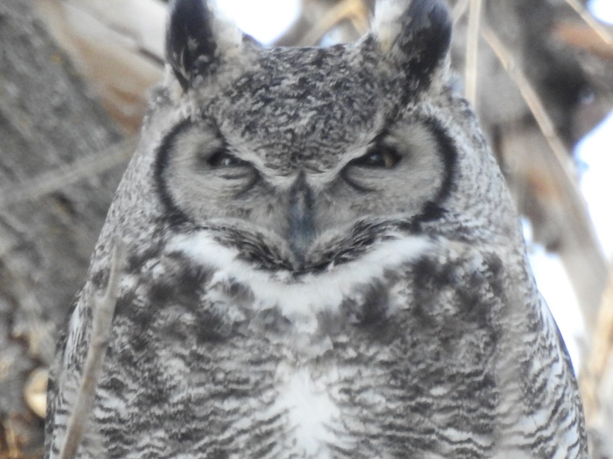 Great Horned Owl - Randy Smith