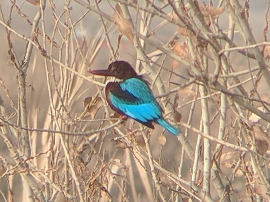 White-throated Kingfisher - ML83083421