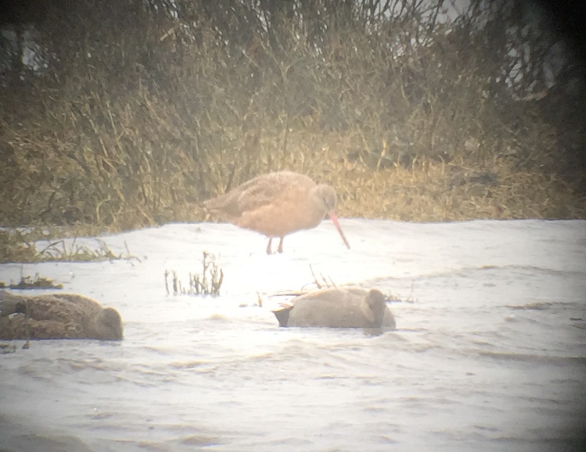 Marbled Godwit - Matt Dufort