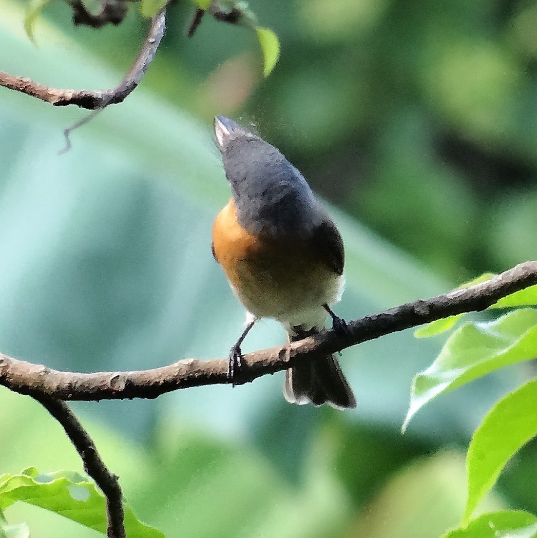 Melanesian Flycatcher - ML83085601