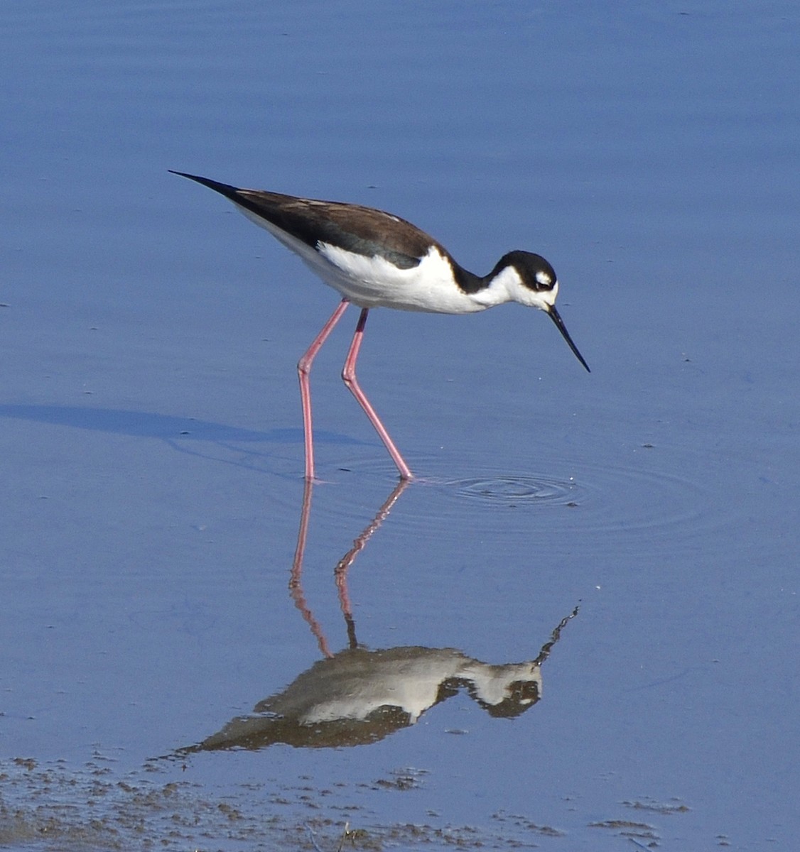 Black-necked Stilt - ML83086181