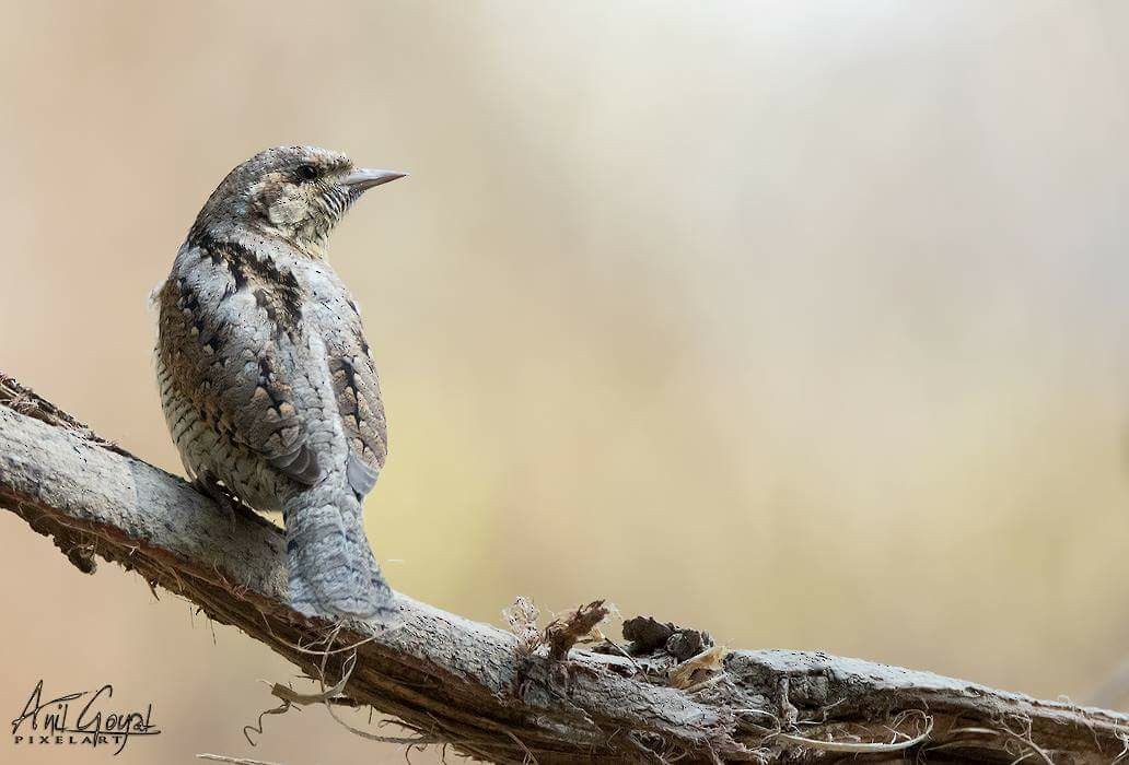 Eurasian Wryneck - ML83087361