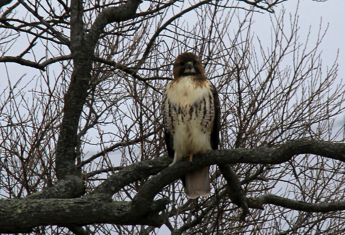 Rotschwanzbussard - ML83087751