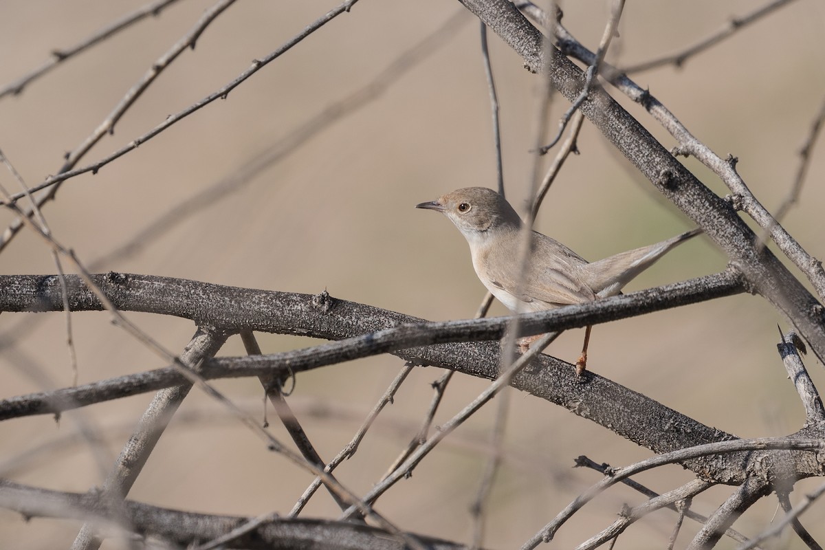 Menetries's Warbler - Markus Craig