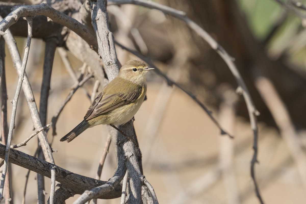 Common Chiffchaff (Common) - ML83088251