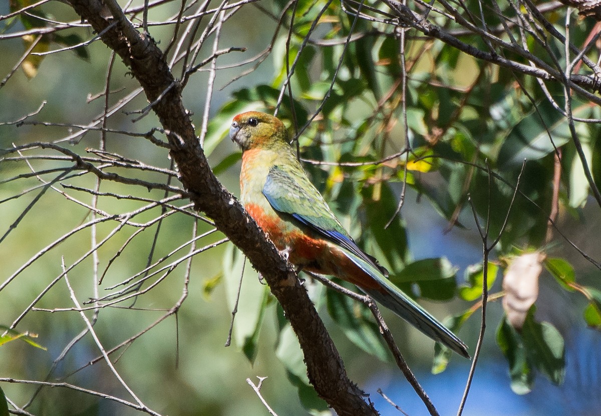 Western Rosella - ML83089681