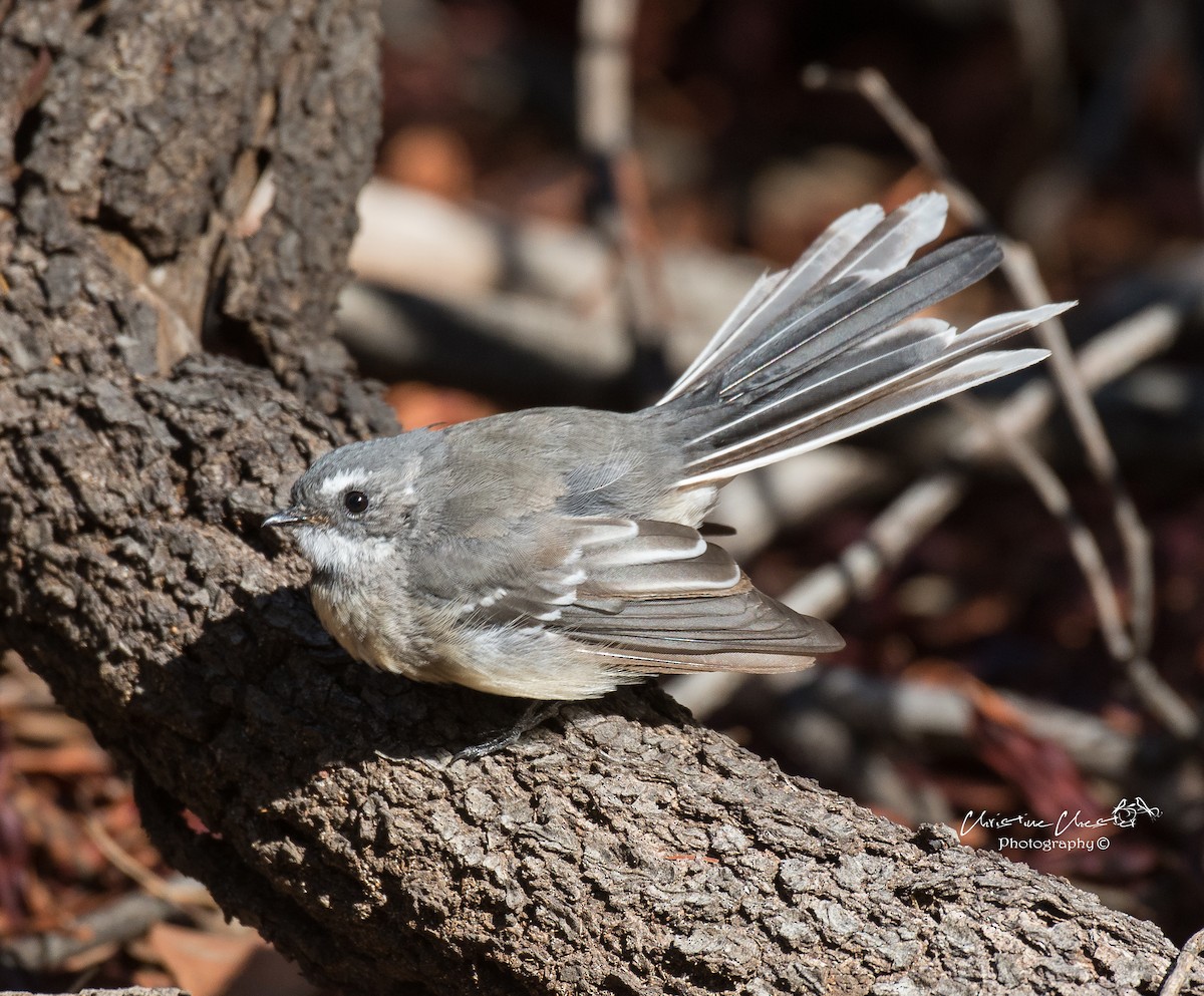 Gray Fantail - ML83089781